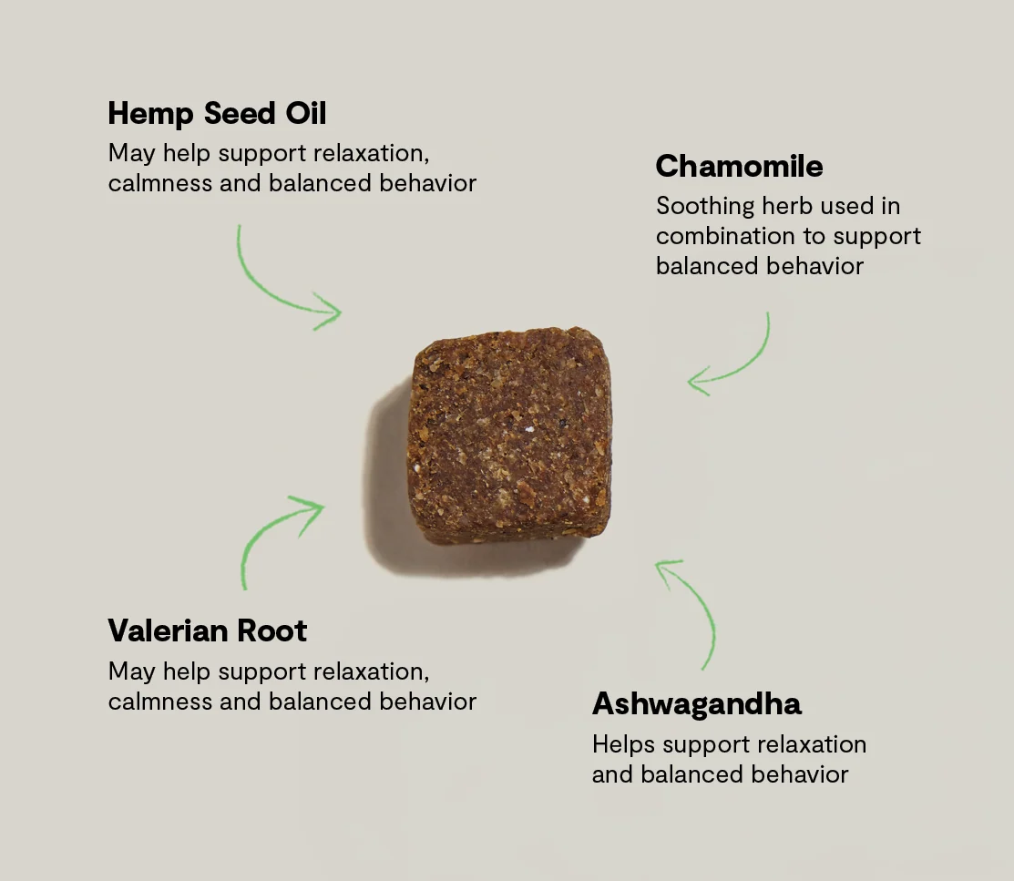 Calming Supplement Chews for Dogs - Image 5