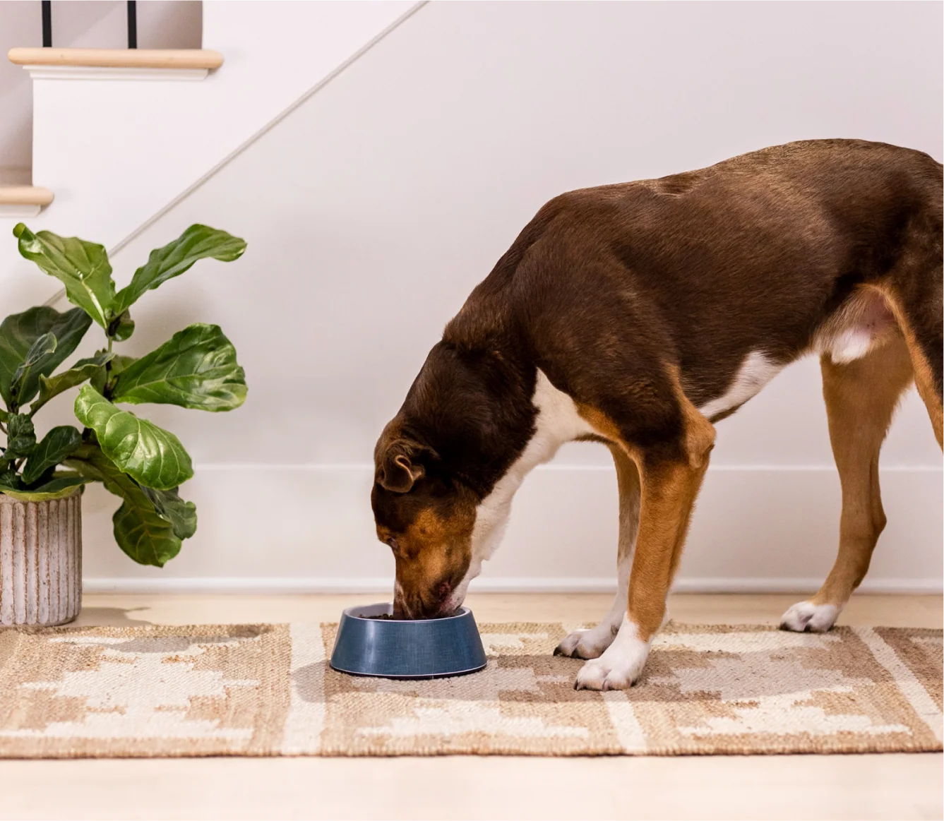 Chicken & Salmon Ancient Grains Puppy Kibble - Image 5