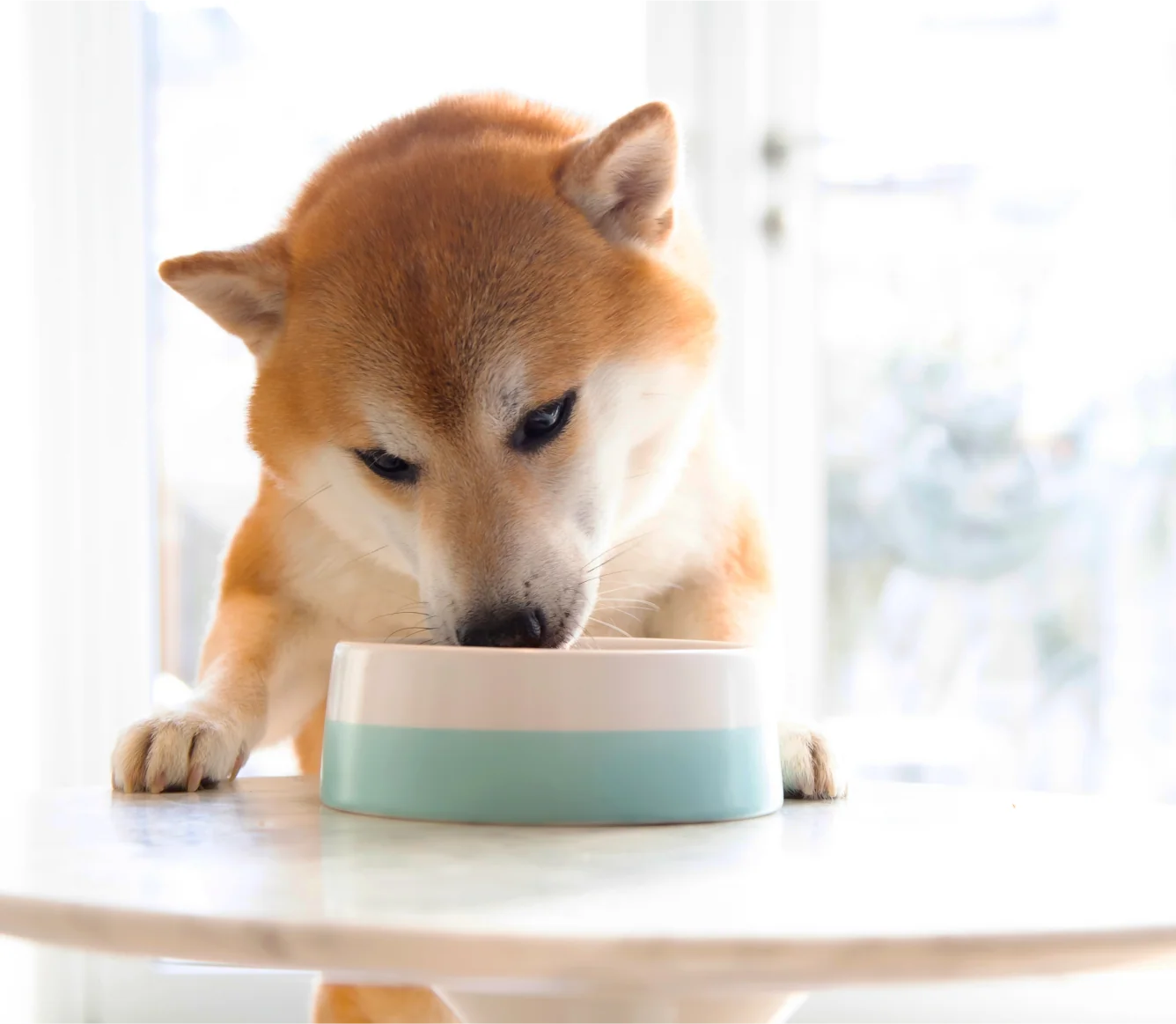 Homestead Turkey Rustic Stew Wet Dog Food - Image 5