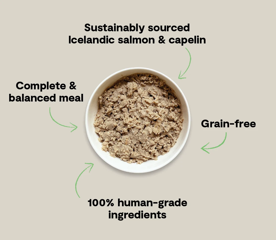 Icelandic Salmon & Capelin Wet Food for Dogs - Image 5