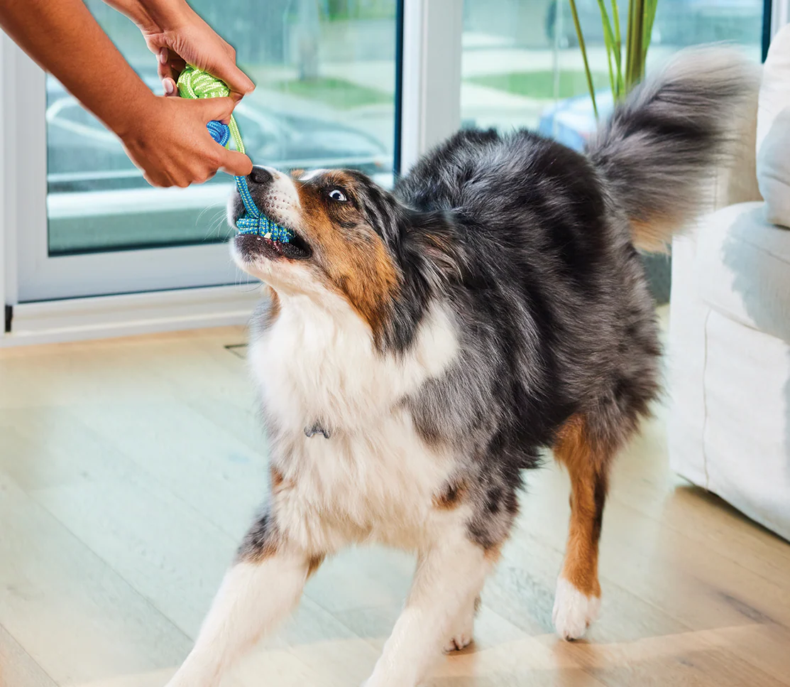 Multi+ Supplement Chews for Dogs - Image 4