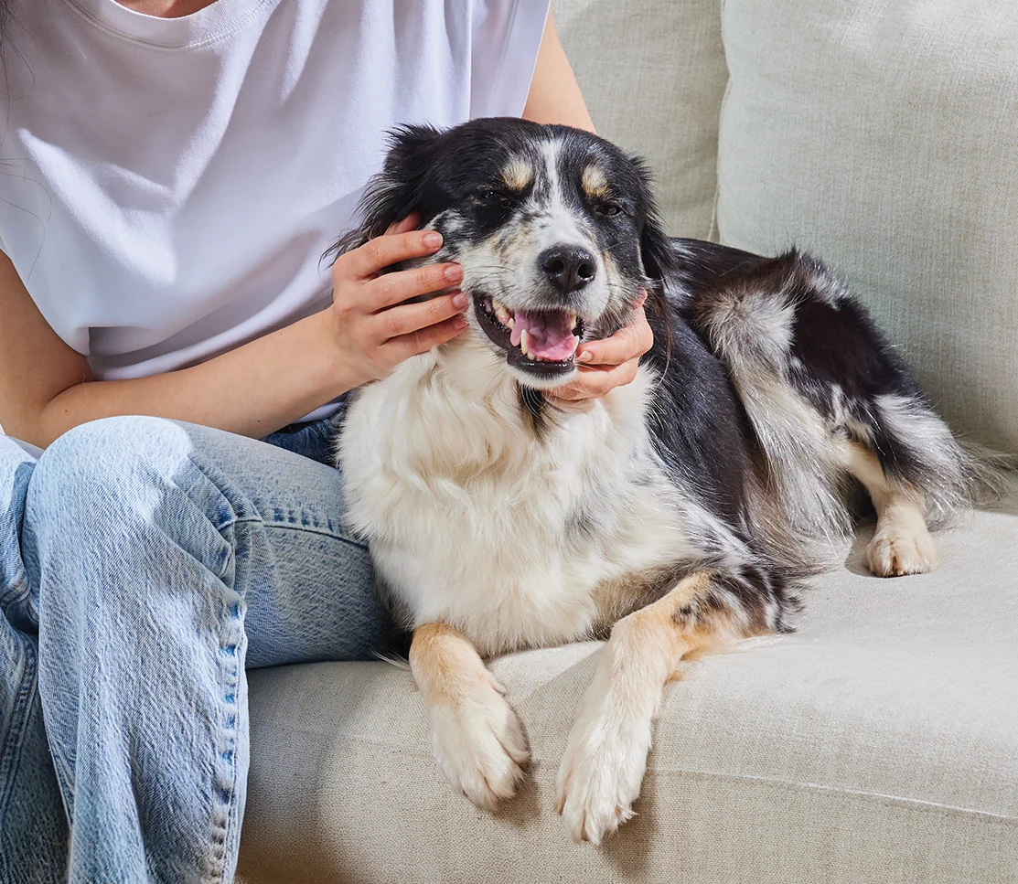 Probiotic Supplement Chews for Dogs - Image 4