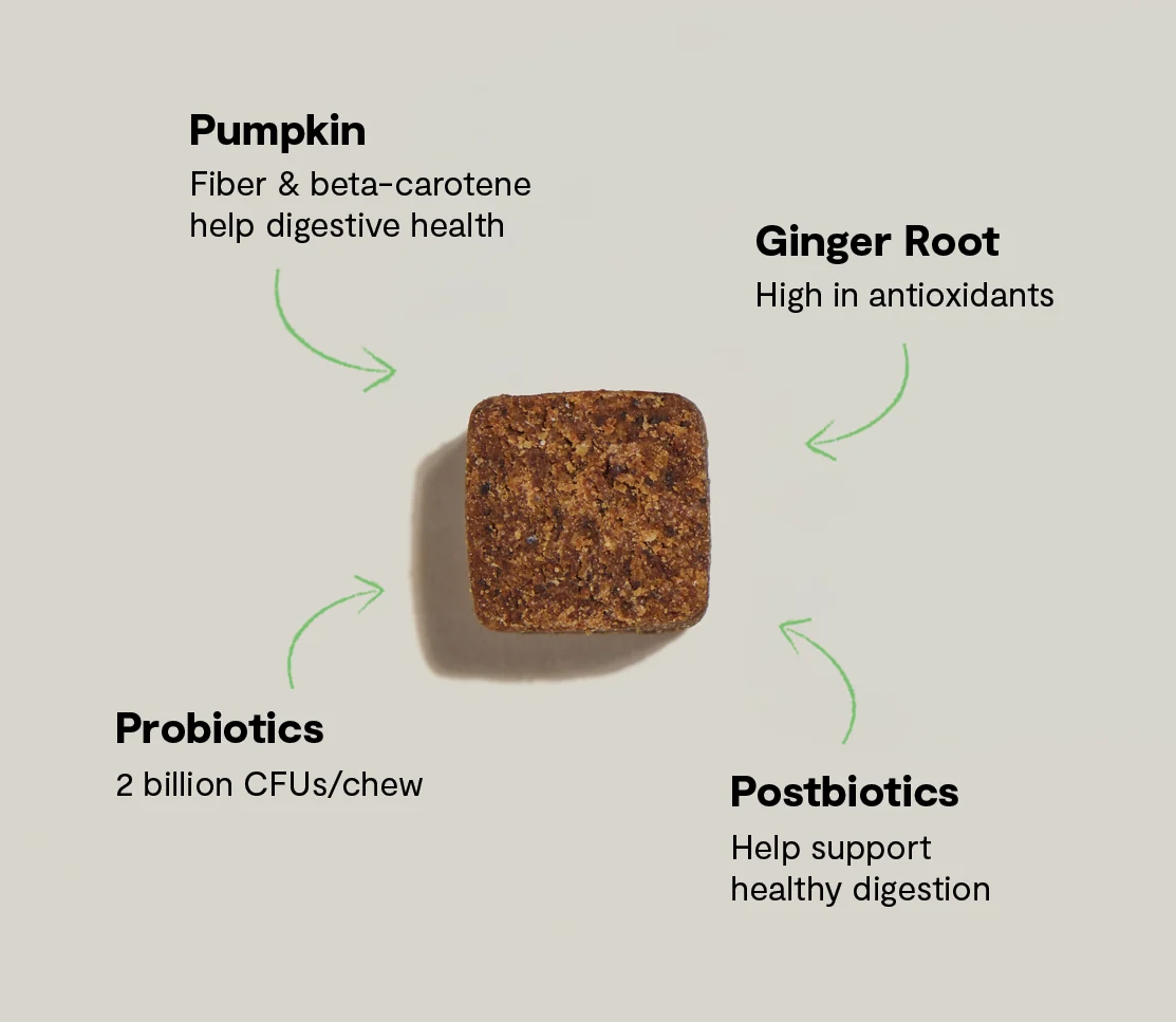 Probiotic Supplement Chews for Dogs - Image 5