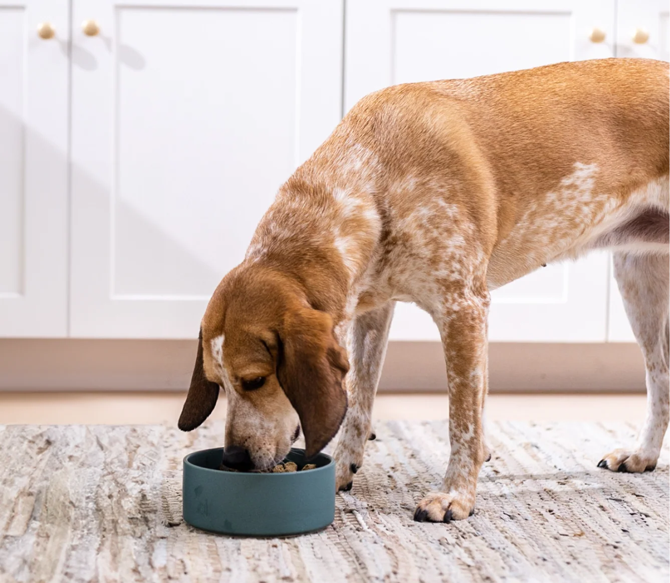 RawMix Open Prairie Freeze Dried Raw Morsels for Dogs - Image 5