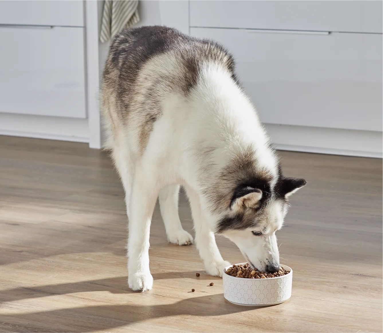 RawMix Tide & Terrain Ancient Grains Dog Kibble - Image 5